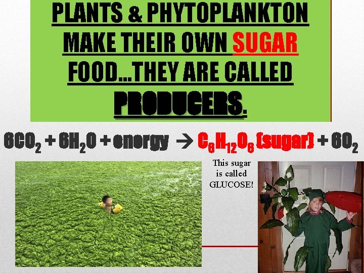 PLANTS & PHYTOPLANKTON MAKE THEIR OWN SUGAR FOOD…THEY ARE CALLED PRODUCERS. 6 CO 2