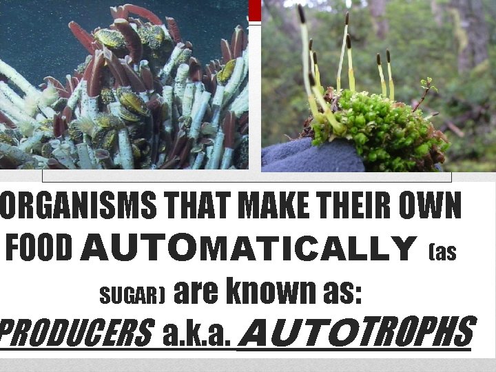 ORGANISMS THAT MAKE THEIR OWN FOOD AUTOMATICALLY (as SUGAR) are known as: PRODUCERS a.