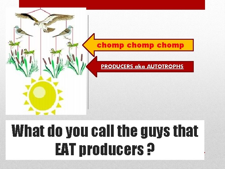chomp PRODUCERS aka AUTOTROPHS What do you call the guys that EAT producers ?