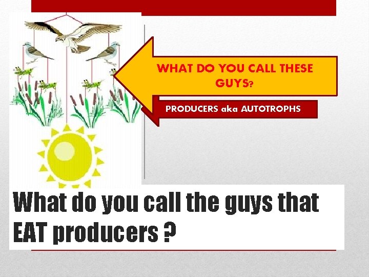 WHAT DO YOU CALL THESE GUYS? PRODUCERS aka AUTOTROPHS What do you call the