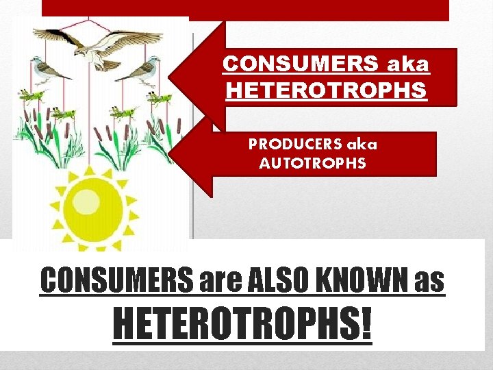 CONSUMERS aka HETEROTROPHS PRODUCERS aka AUTOTROPHS CONSUMERS are ALSO KNOWN as HETEROTROPHS! 
