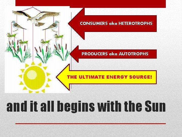 CONSUMERS aka HETEROTROPHS PRODUCERS aka AUTOTROPHS THE ULTIMATE ENERGY SOURCE! and it all begins