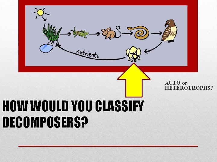 AUTO or HETEROTROPHS? HOW WOULD YOU CLASSIFY DECOMPOSERS? 