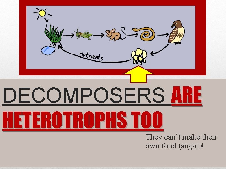 DECOMPOSERS ARE HETEROTROPHS TOO They can’t make their own food (sugar)! 