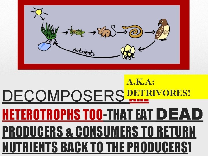 A. K. A: DETRIVORES! DECOMPOSERS ARE HETEROTROPHS TOO-THAT EAT DEAD PRODUCERS & CONSUMERS TO