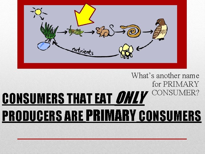 What’s another name for PRIMARY CONSUMER? CONSUMERS THAT EAT ONLY PRODUCERS ARE PRIMARY CONSUMERS