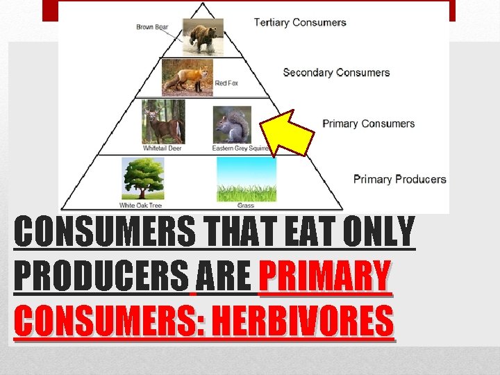 CONSUMERS THAT EAT ONLY PRODUCERS ARE PRIMARY CONSUMERS: HERBIVORES 