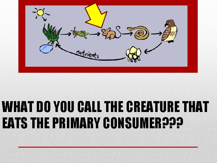 WHAT DO YOU CALL THE CREATURE THAT EATS THE PRIMARY CONSUMER? ? ? 