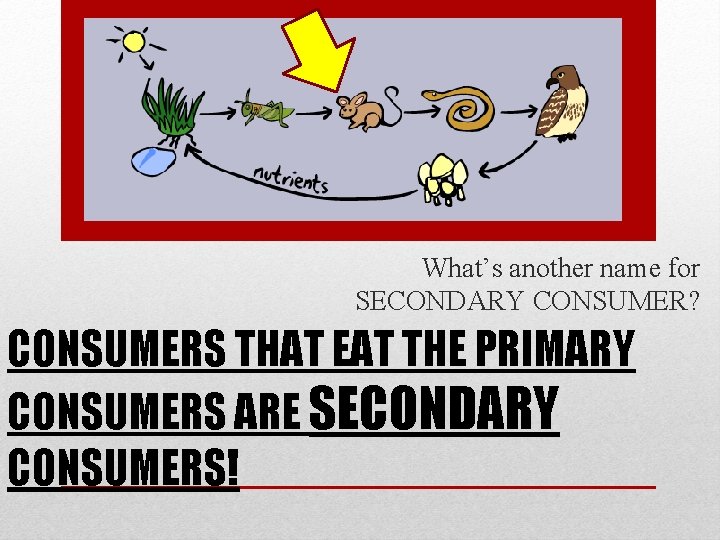 What’s another name for SECONDARY CONSUMER? CONSUMERS THAT EAT THE PRIMARY CONSUMERS ARE SECONDARY