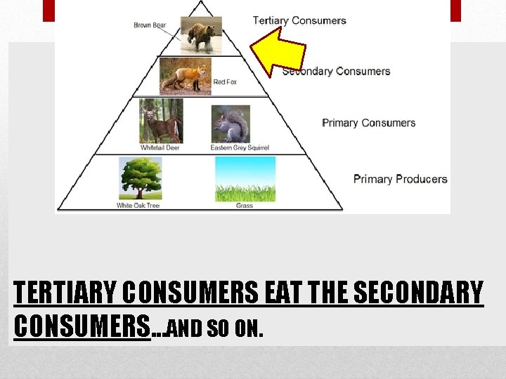 TERTIARY CONSUMERS EAT THE SECONDARY CONSUMERS. . . AND SO ON. 