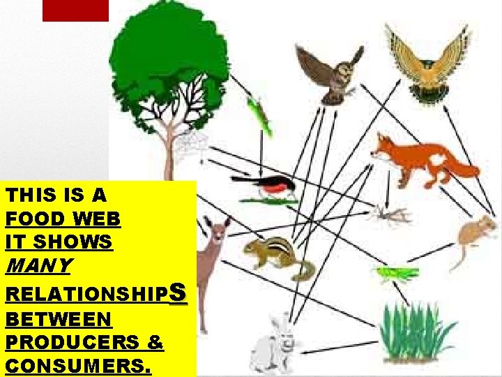 THIS IS A FOOD WEB IT SHOWS MANY RELATIONSHIPS BETWEEN PRODUCERS & CONSUMERS. 