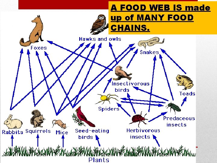A FOOD WEB IS made up of MANY FOOD CHAINS. 