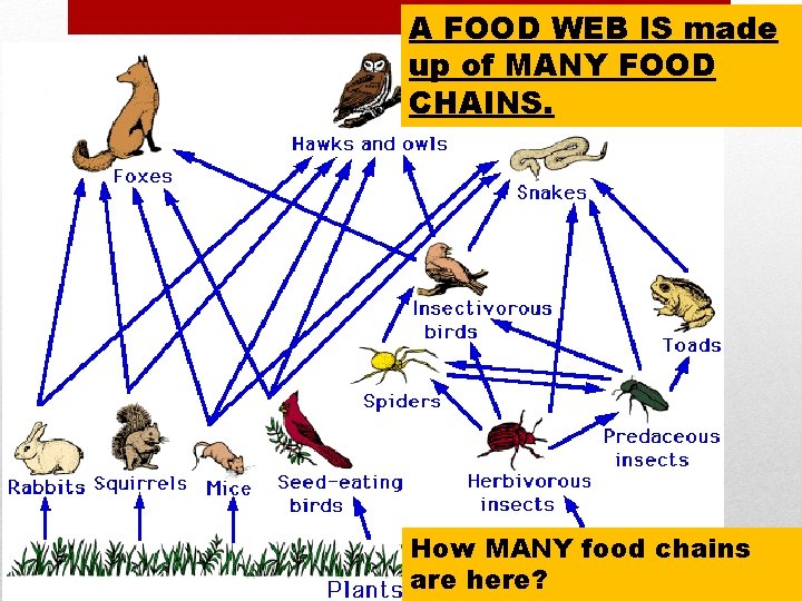 A FOOD WEB IS made up of MANY FOOD CHAINS. How MANY food chains