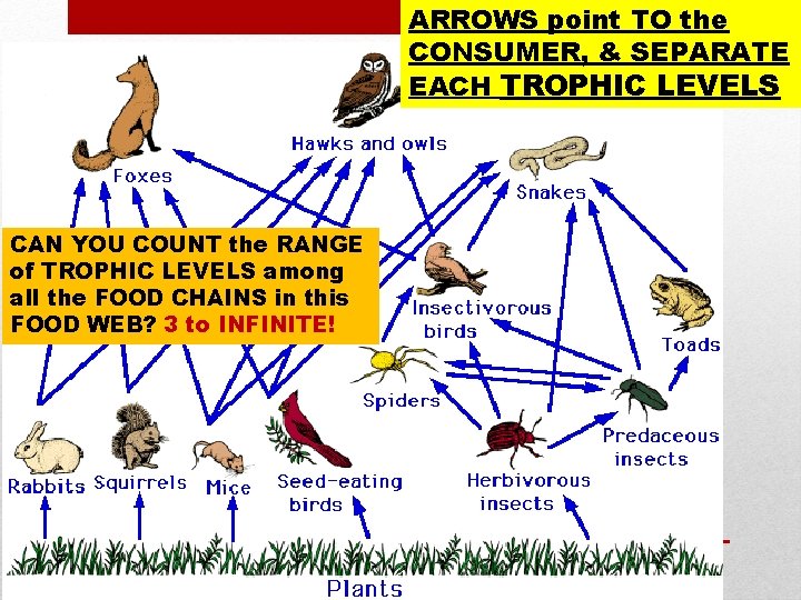 ARROWS point TO the CONSUMER, & SEPARATE EACH TROPHIC LEVELS CAN YOU COUNT the