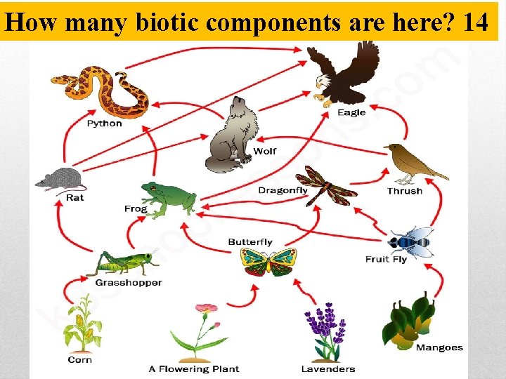 How many biotic components are here? 14 