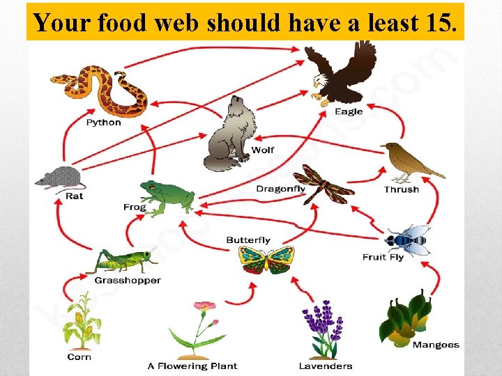 Your food web should have a least 15. 