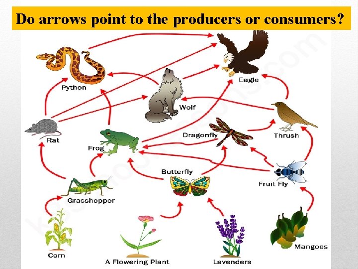 Do arrows point to the producers or consumers? 