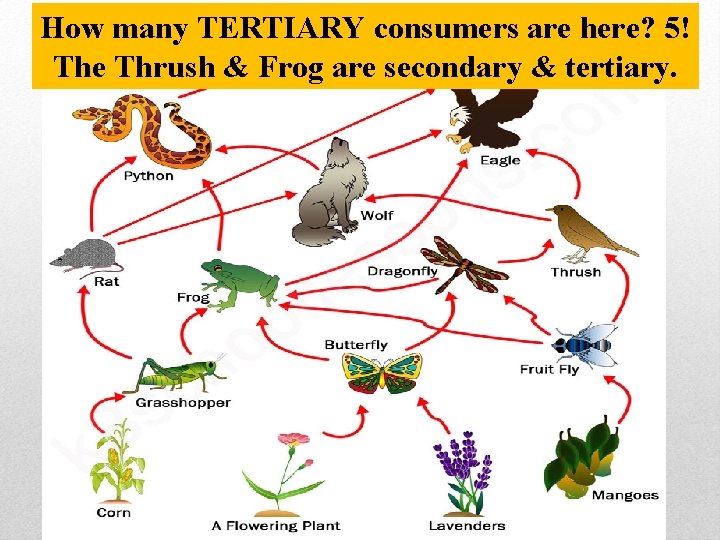 How many TERTIARY consumers are here? 5! The Thrush & Frog are secondary &