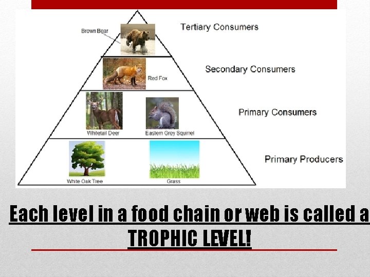 Each level in a food chain or web is called a TROPHIC LEVEL! 