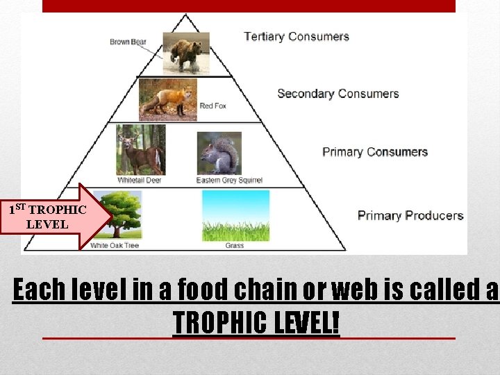 1 ST TROPHIC LEVEL Each level in a food chain or web is called