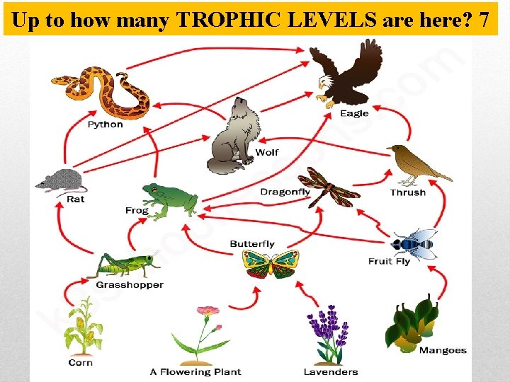 Up to how many TROPHIC LEVELS are here? 7 