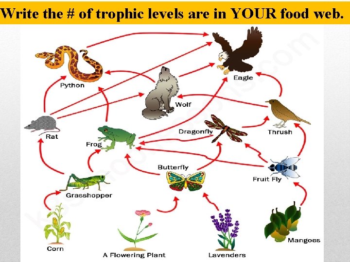 Write the # of trophic levels are in YOUR food web. 