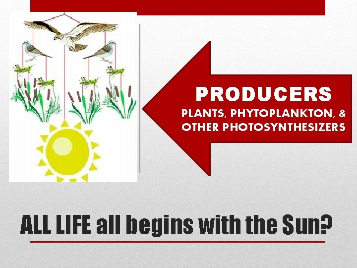 PRODUCERS PLANTS, PHYTOPLANKTON, & OTHER PHOTOSYNTHESIZERS ALL LIFE all begins with the Sun? 