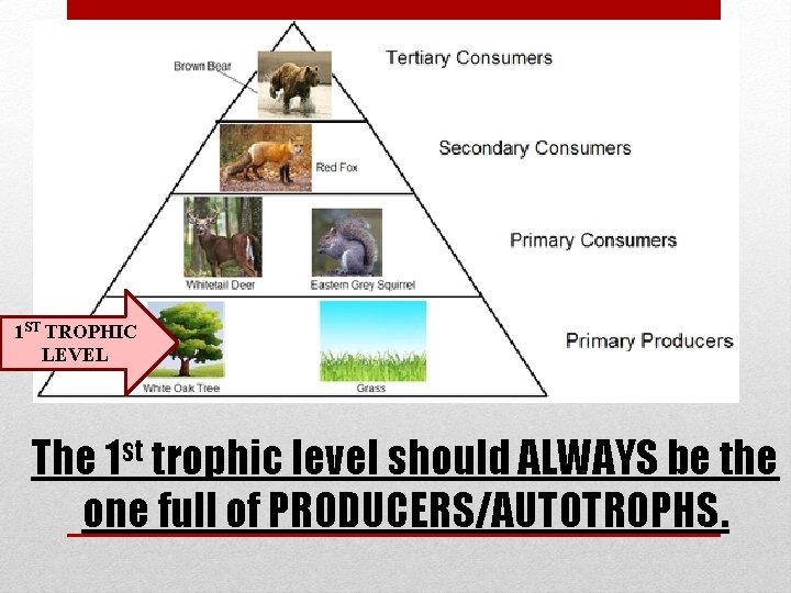 1 ST TROPHIC LEVEL The 1 st trophic level should ALWAYS be the one