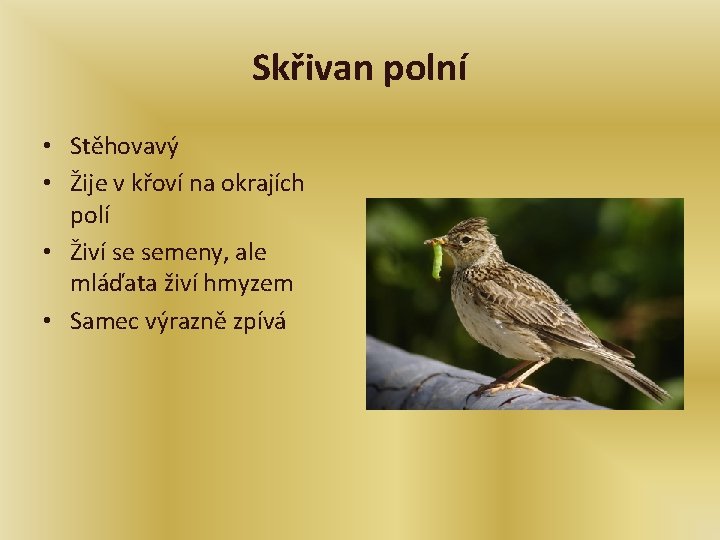 Skřivan polní • Stěhovavý • Žije v křoví na okrajích polí • Živí se