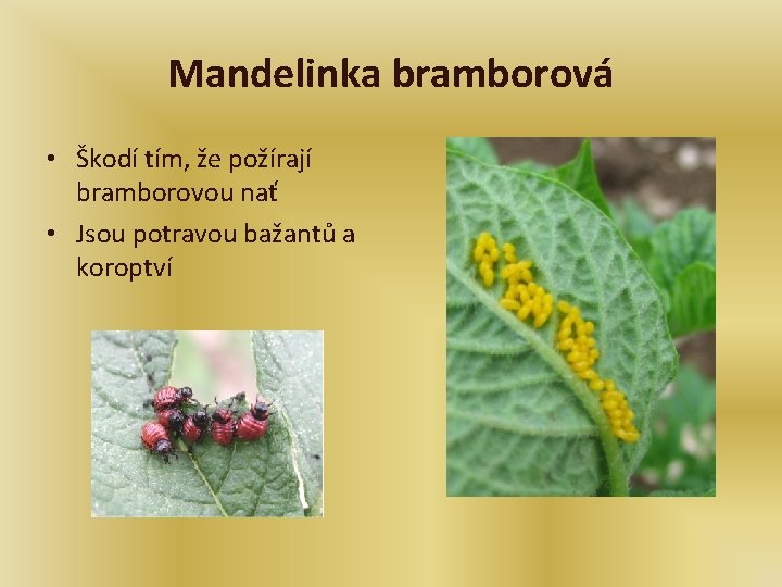 Mandelinka bramborová • Škodí tím, že požírají bramborovou nať • Jsou potravou bažantů a