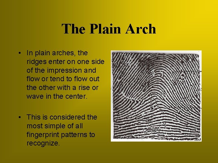 The Plain Arch • In plain arches, the ridges enter on one side of