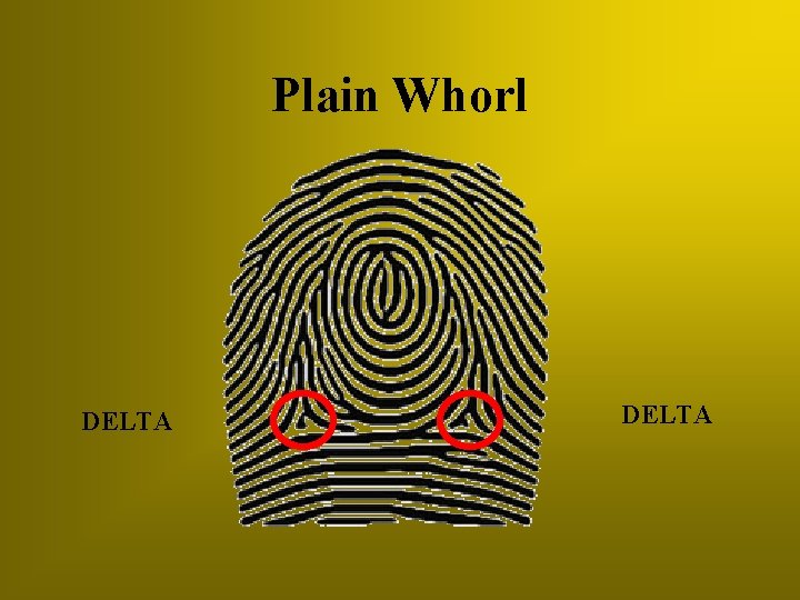 Plain Whorl DELTA 