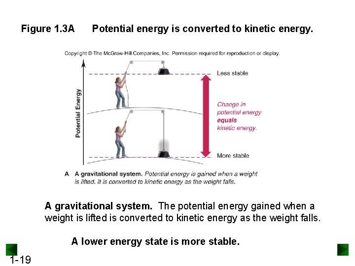 Figure 1. 3 A Potential energy is converted to kinetic energy. A gravitational system.