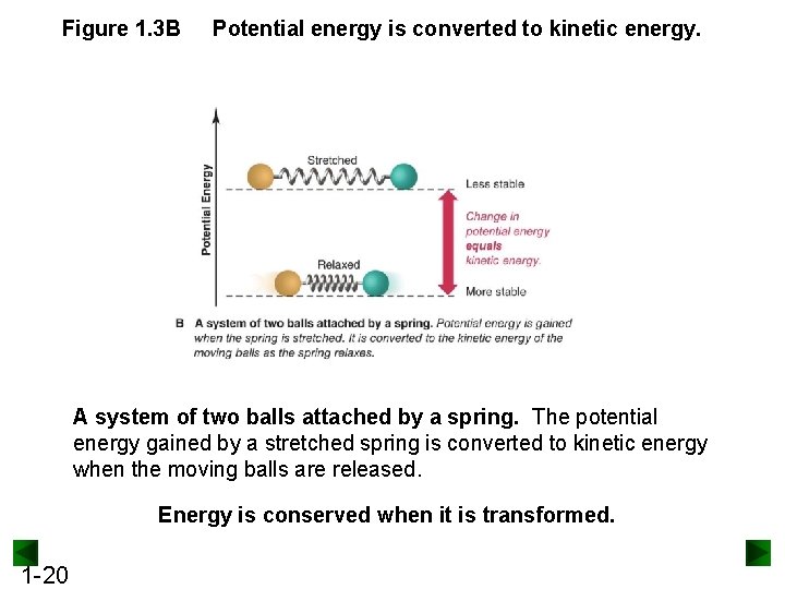 Figure 1. 3 B Potential energy is converted to kinetic energy. A system of
