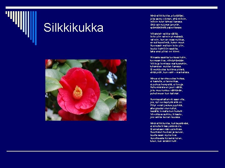 Silkkikukka Minä silkkikukka, pöydälläsi, joka aamu odotan, että milloin, milloin tulet lehtesi kanssa. Sitä