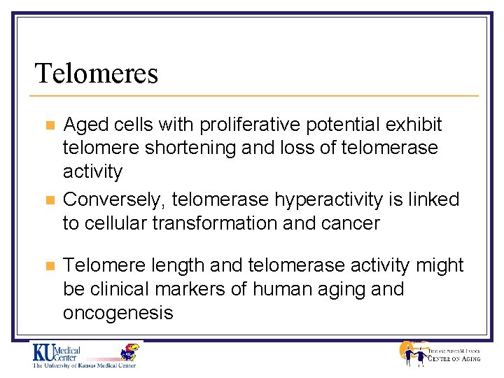 Telomeres n n n Aged cells with proliferative potential exhibit telomere shortening and loss