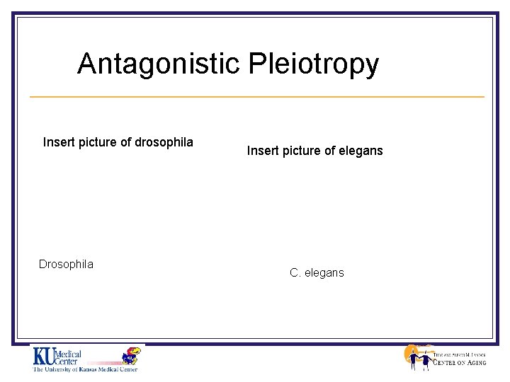 Antagonistic Pleiotropy Insert picture of drosophila Drosophila Insert picture of elegans C. elegans 