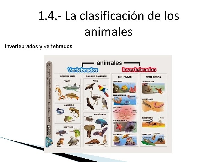 1. 4. - La clasificación de los animales Invertebrados y vertebrados 1. 4. - La clasificación de los animales Invertebrados y vertebrados