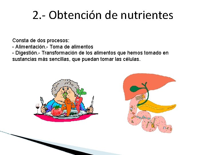 2. - Obtención de nutrientes Consta de dos procesos: - Alimentación. - Toma de