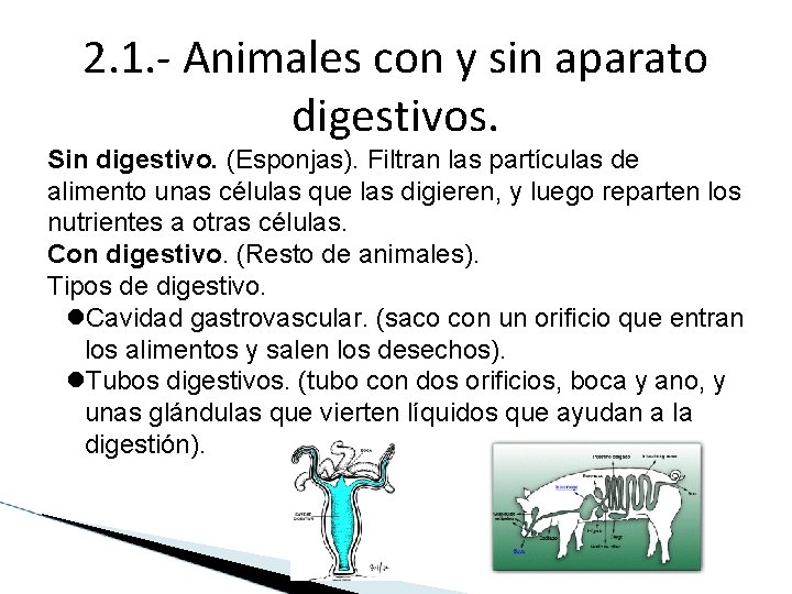 2. 1. - Animales con y sin aparato digestivos. Sin digestivo. (Esponjas). Filtran las