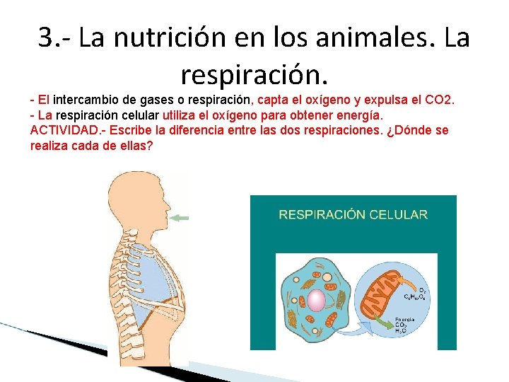 3. - La nutrición en los animales. La respiración. - El intercambio de gases