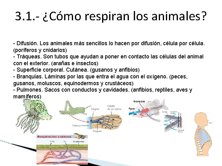 3. 1. - ¿Cómo respiran los animales? - Difusión. Los animales más sencillos lo 3. 1. - ¿Cómo respiran los animales? - Difusión. Los animales más sencillos lo