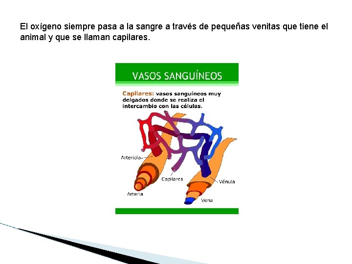 El oxígeno siempre pasa a la sangre a través de pequeñas venitas que tiene El oxígeno siempre pasa a la sangre a través de pequeñas venitas que tiene