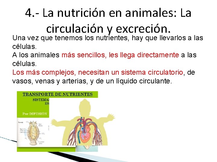 4. - La nutrición en animales: La circulación y excreción. Una vez que tenemos