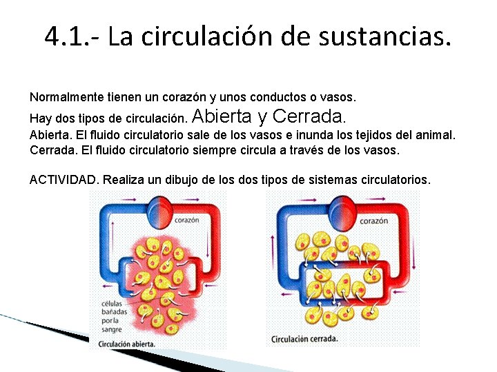 4. 1. - La circulación de sustancias. Normalmente tienen un corazón y unos conductos