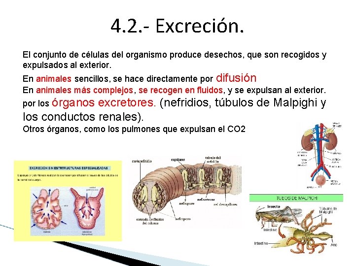 4. 2. - Excreción. El conjunto de células del organismo produce desechos, que son 4. 2. - Excreción. El conjunto de células del organismo produce desechos, que son