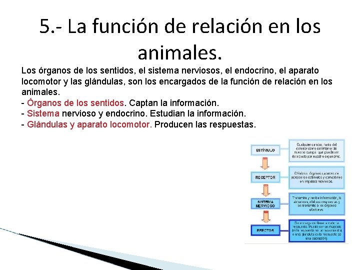 5. - La función de relación en los animales. Los órganos de los sentidos,