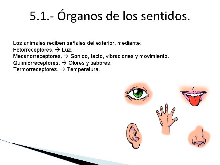 5. 1. - Órganos de los sentidos. Los animales reciben señales del exterior, mediante: 5. 1. - Órganos de los sentidos. Los animales reciben señales del exterior, mediante: