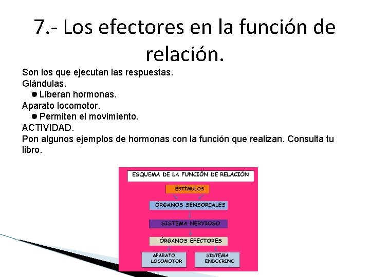 7. - Los efectores en la función de relación. Son los que ejecutan las 7. - Los efectores en la función de relación. Son los que ejecutan las