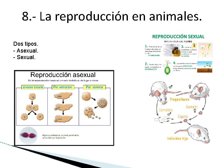 8. - La reproducción en animales. Dos tipos. - Asexual. - Sexual. 